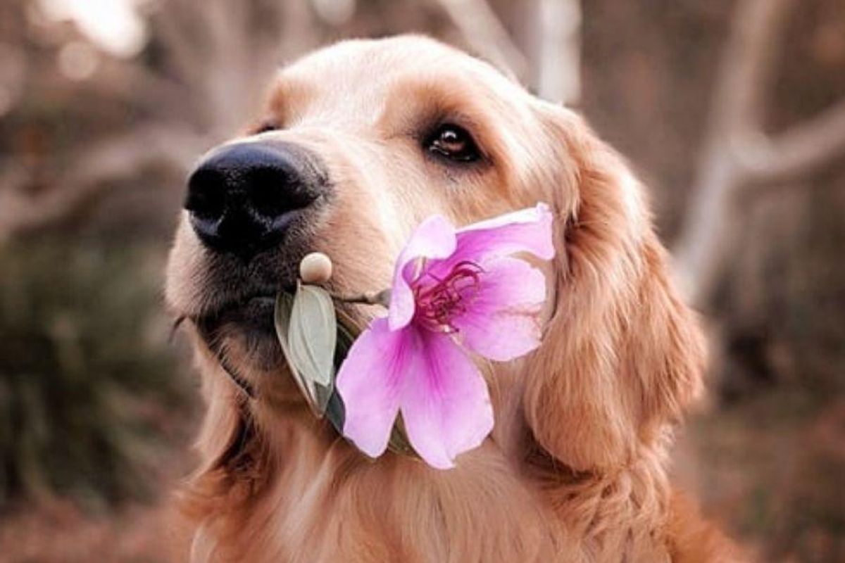 People are sharing the best stories of the kindest things their pets have done for them