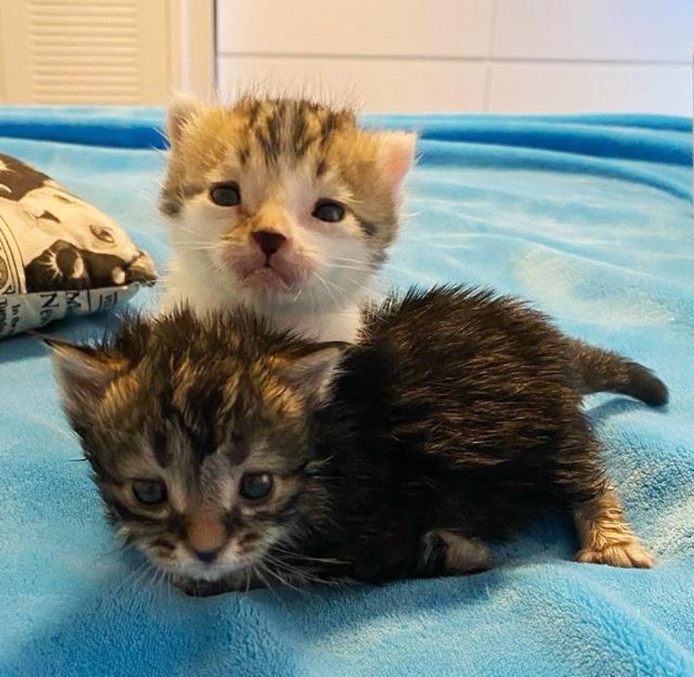 brother sister kittens