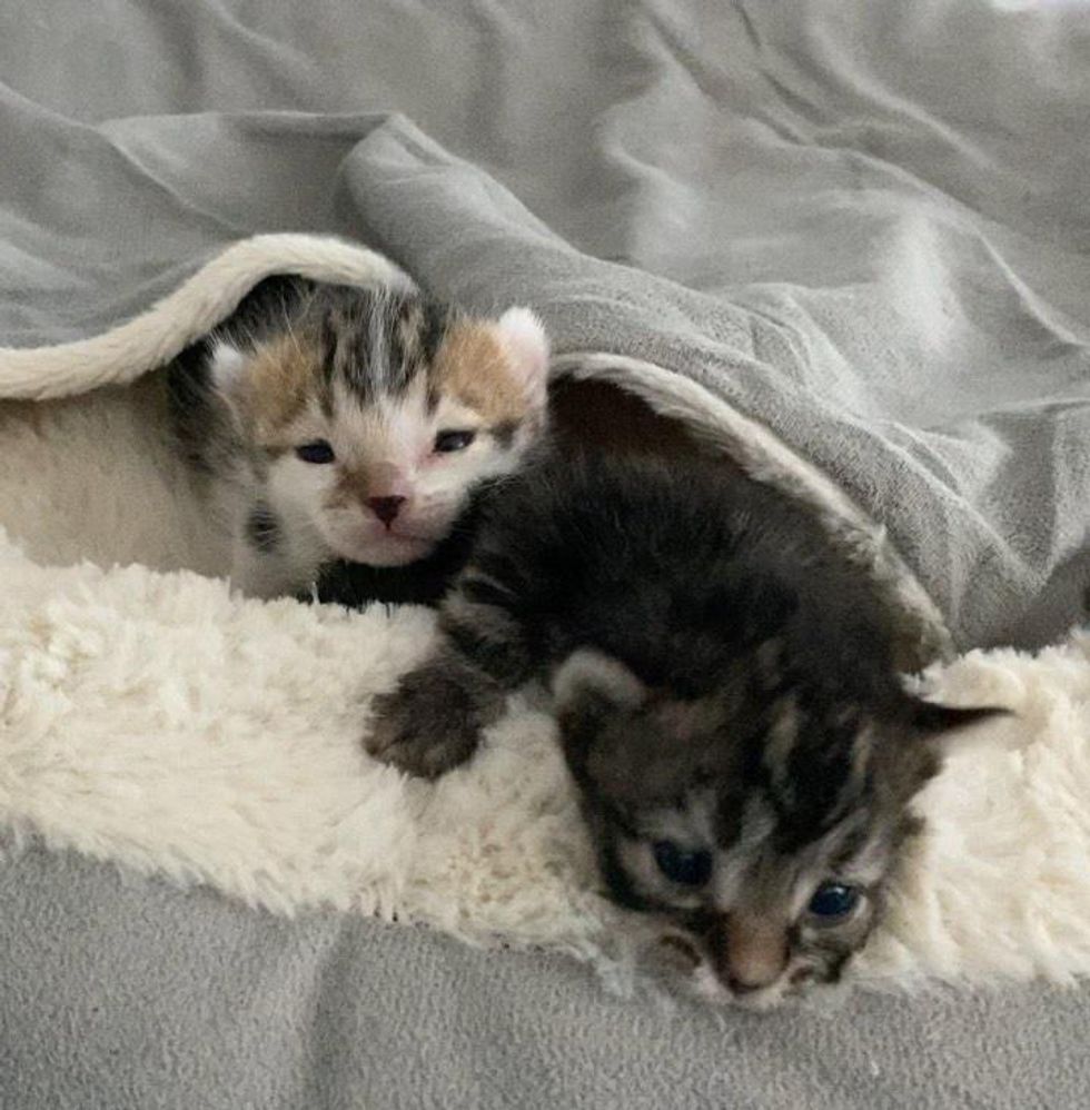 bonded kittens