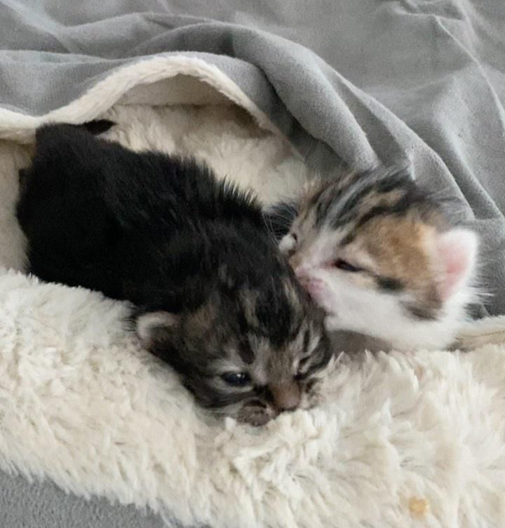 bonded kittens