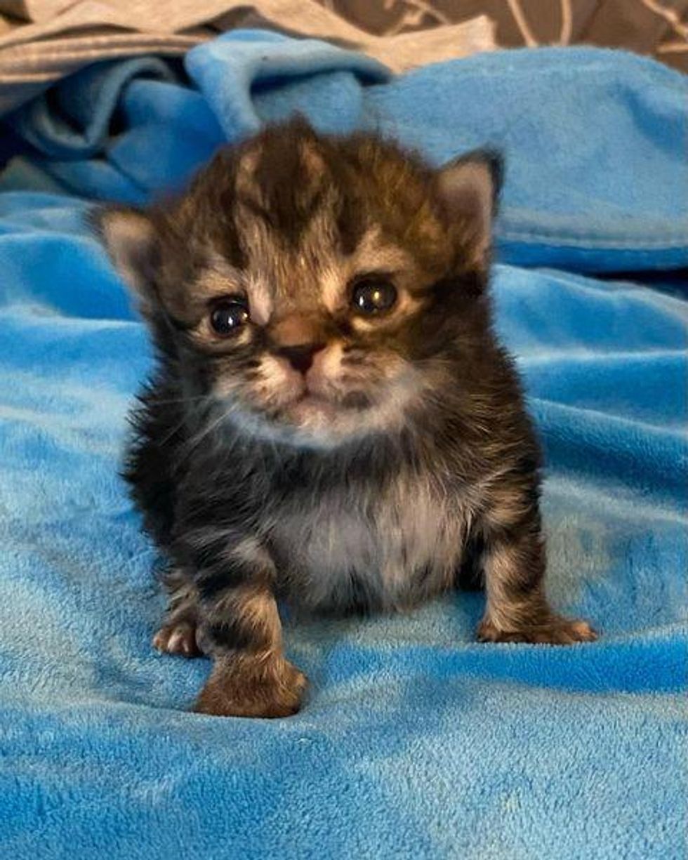 tabby kitten