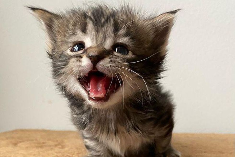 tiny talkative kitten