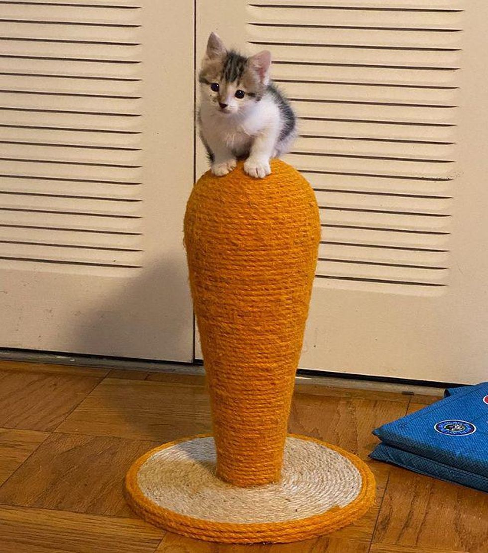 kitten cat tree