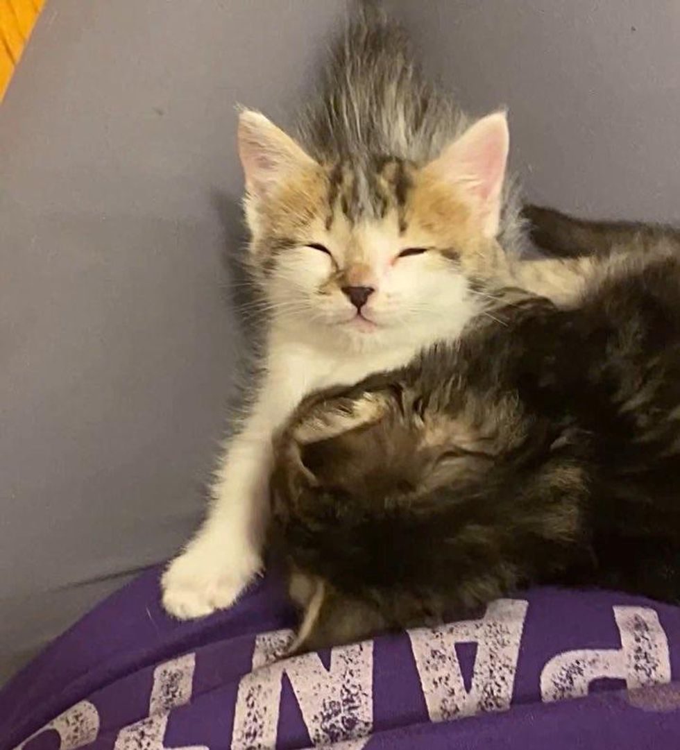 inseparable kittens