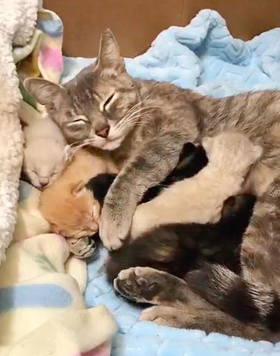 sweet cat mom