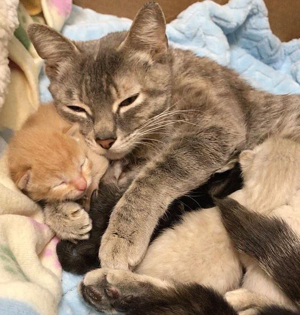 cat mom kittens