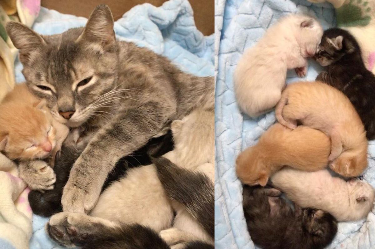 Cat Found in a Carrier with Her Kittens on Sidewalk, Is So Happy to Be Helped by Kind Neighbors