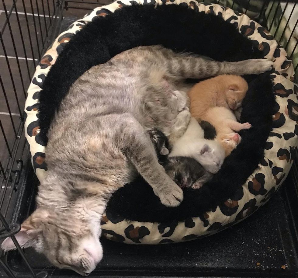 sleepy cat kittens
