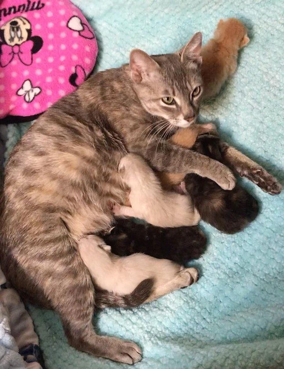 cat mom kittens