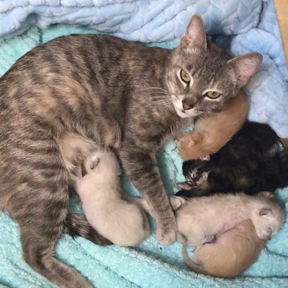 Cat Found in a Carrier with Her Kittens on Sidewalk, Is So Happy to Be ...