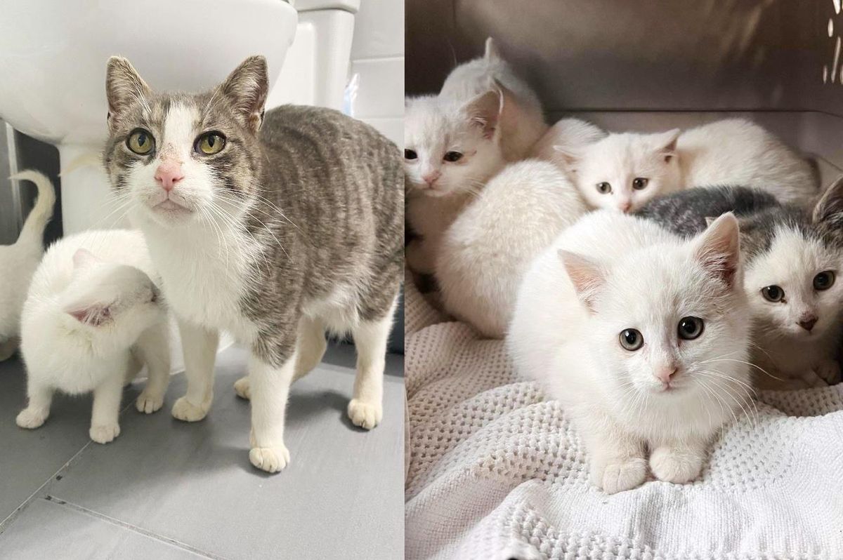 Kittens Found Behind a Warehouse Along with a Cat, One of Them is Very Clingy to Her Mom