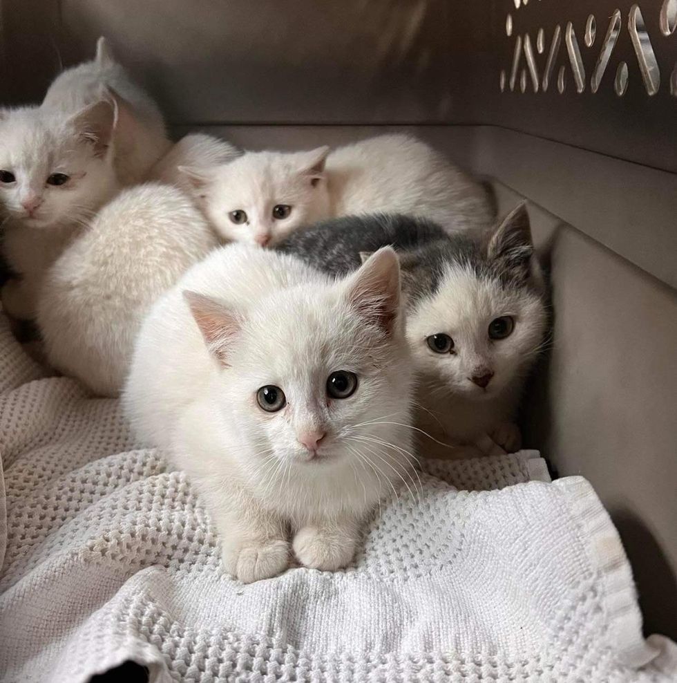 rescued kittens