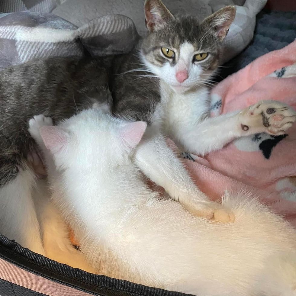nursing kitten, cat mom