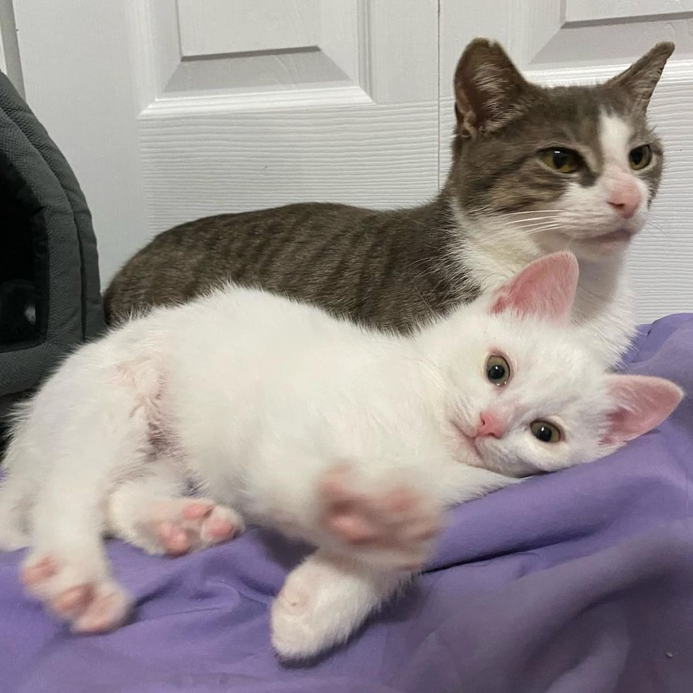 bonded cat kitten