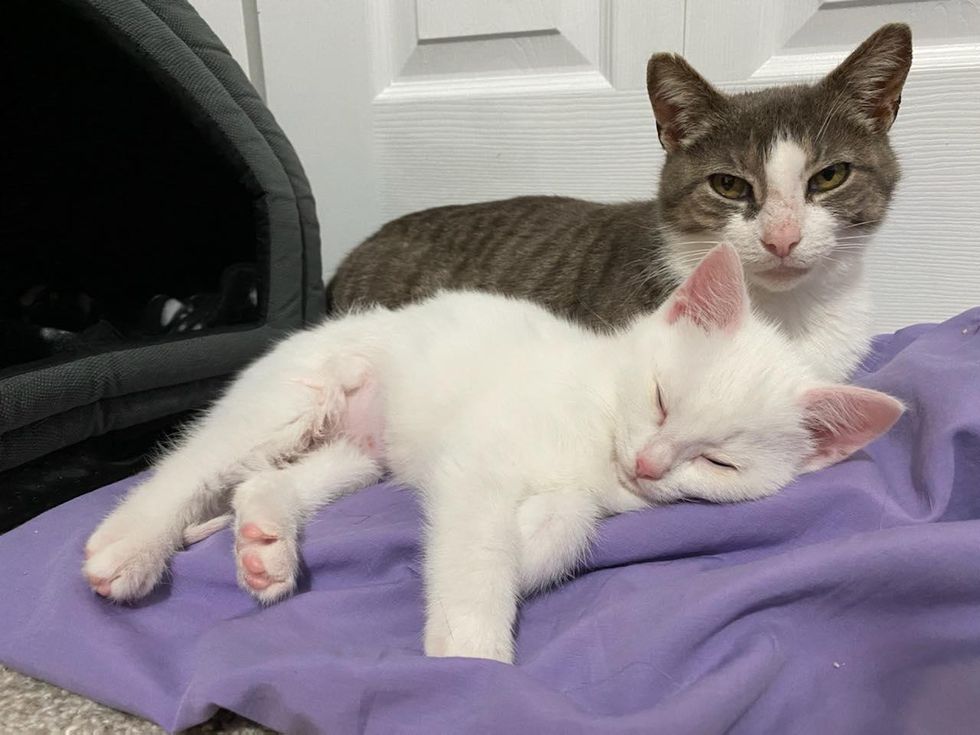 mom daughter kitten cat