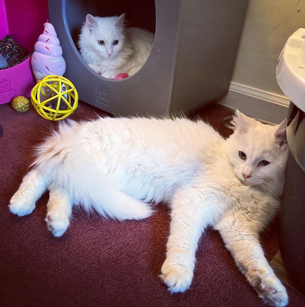 bonded white kittens