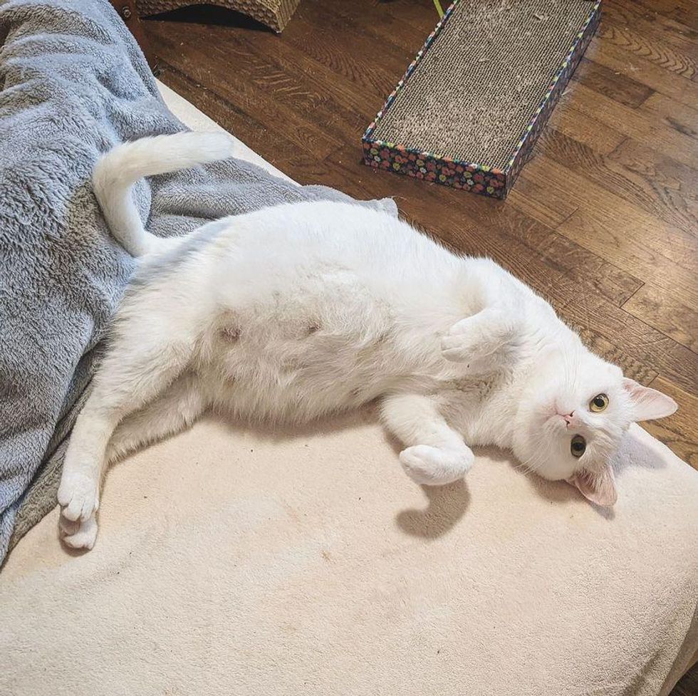 pregnant cat belly