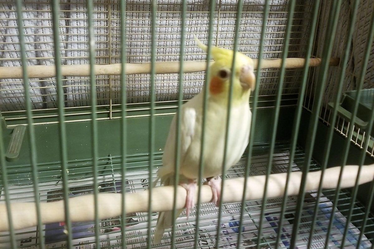 Cats, otters and cockatiels, oh my! Austin Fire Department responds to 'smoke-alarm' bird and more animal antics