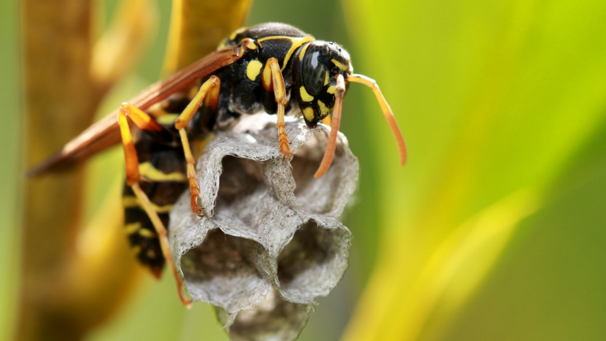 People Divulge Which Species They Wish Would Go Extinct