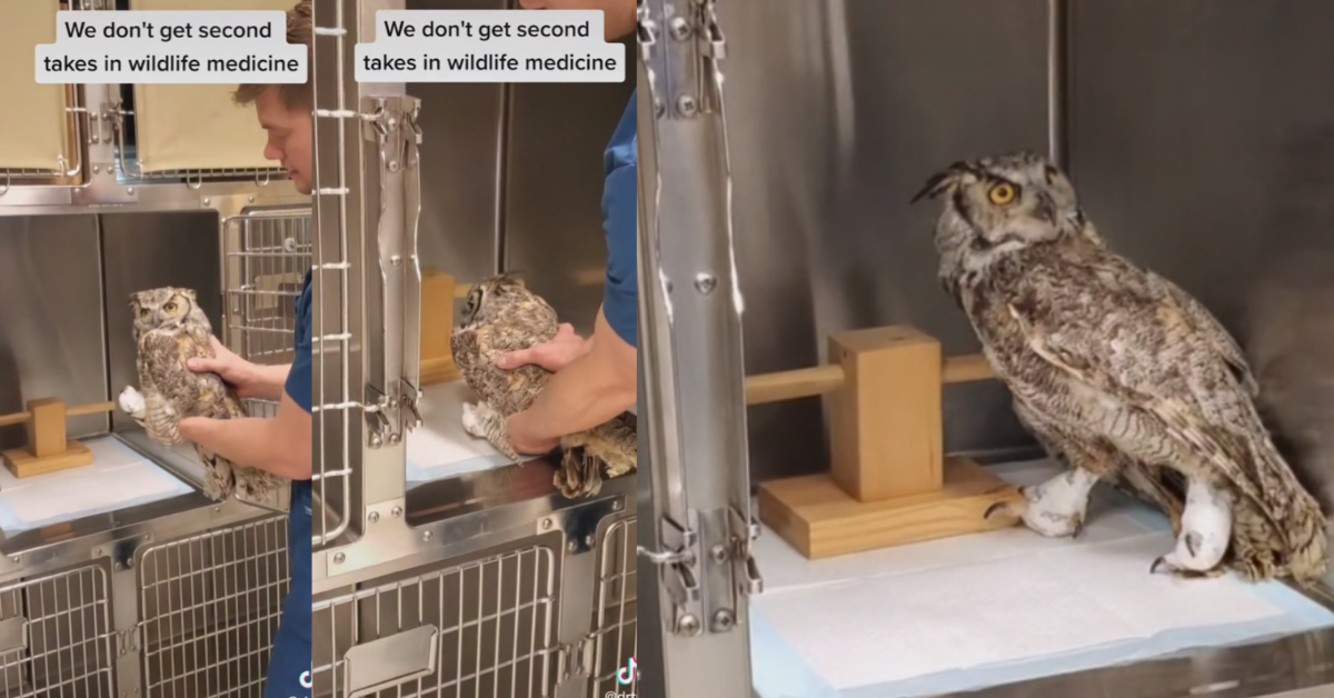 Video Of Owl Waking Up From Anesthesia After Surgery And Promptly Faceplanting Has TikTok LOLing