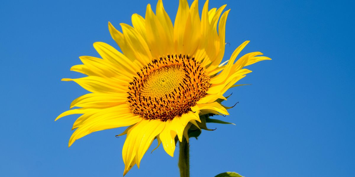 The Internet Is Using the Sunflower Emoji to Stand with Ukraine