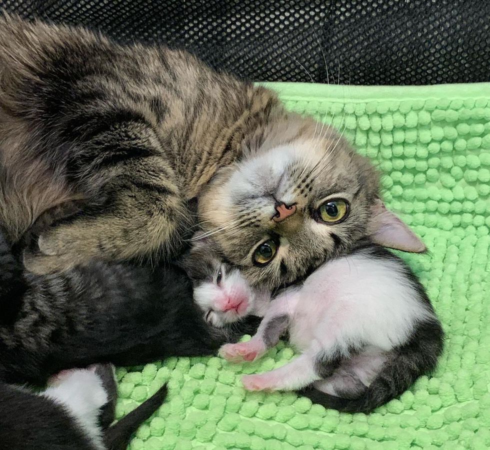 cat mom kittens