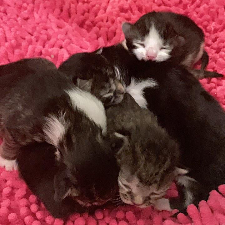 newborn kittens