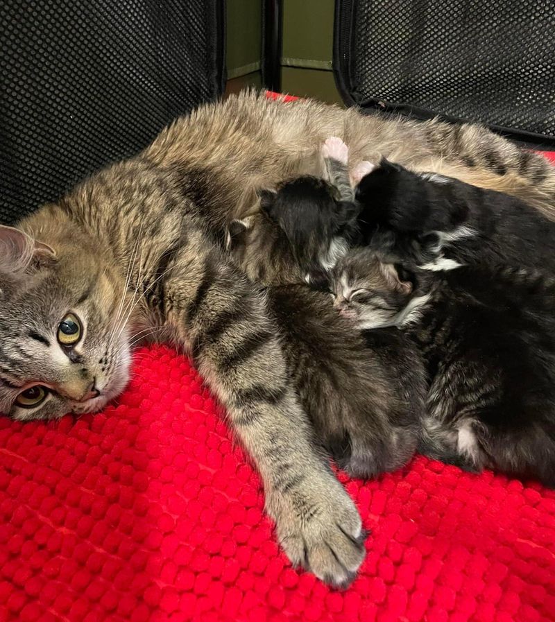 cat mom sleepy kittens