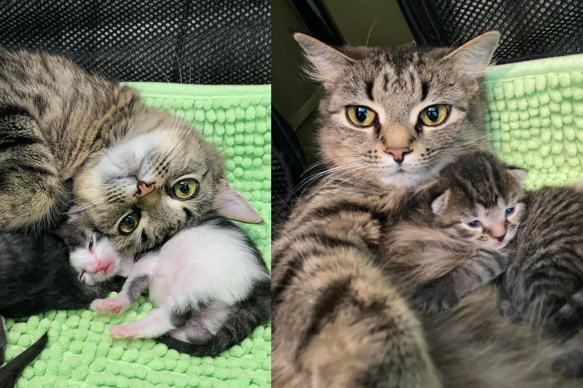 Cat Decides to Trust When She Finds Perfect Place to Have Kittens After Living Outside for a Long Time