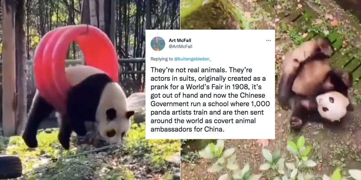 People are pondering how playful pandas survive in the wild Upworthy 