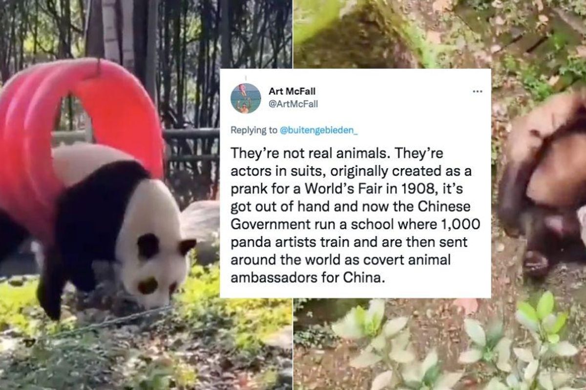 People are hilariously debating how pandas survive in the wild