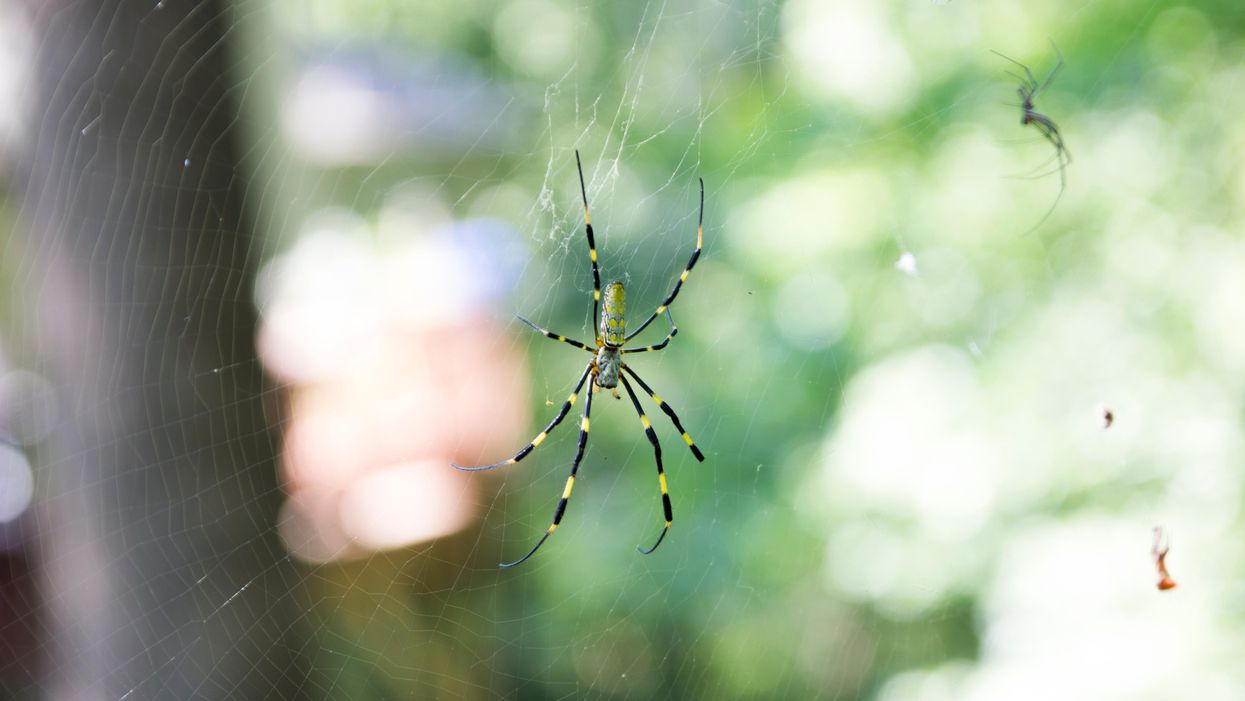 Giant Joro spiders are invading the South