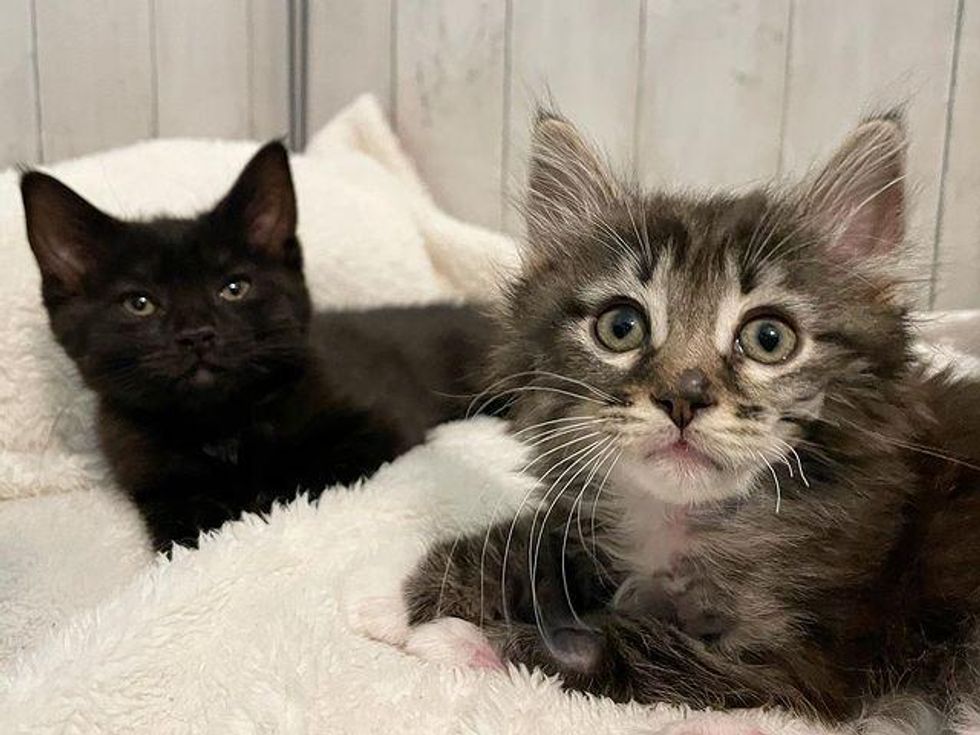 sister kittens, stella and luna