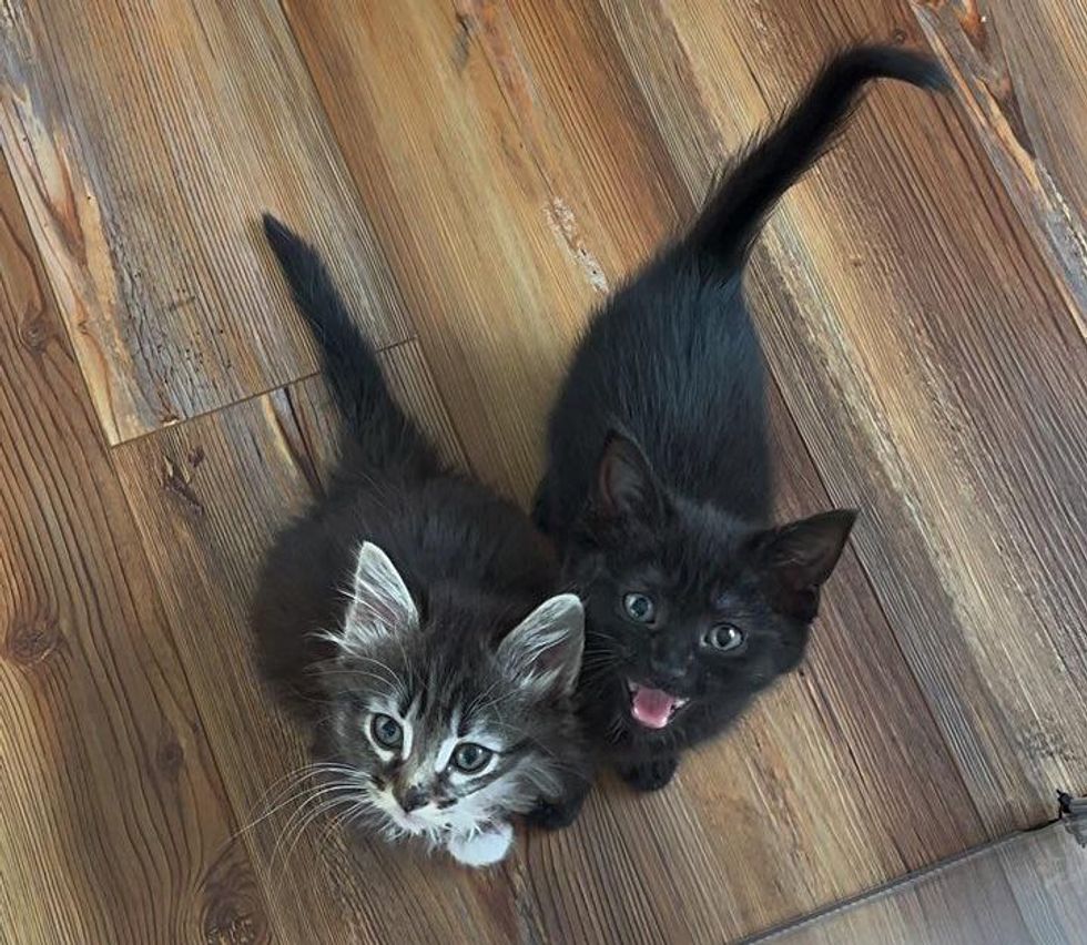 sister kittens