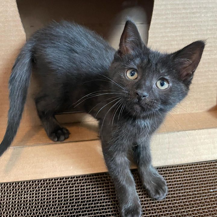 sweet black kitten