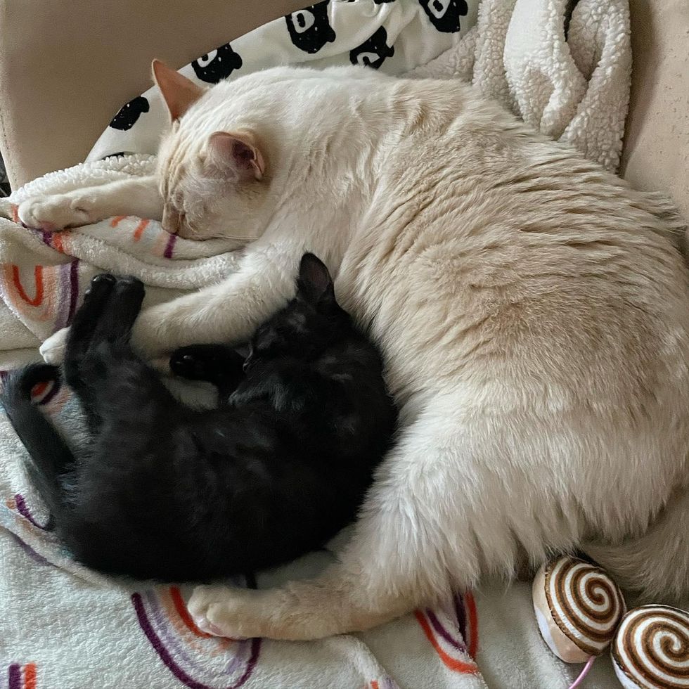 cat fosters kitten, napping cats