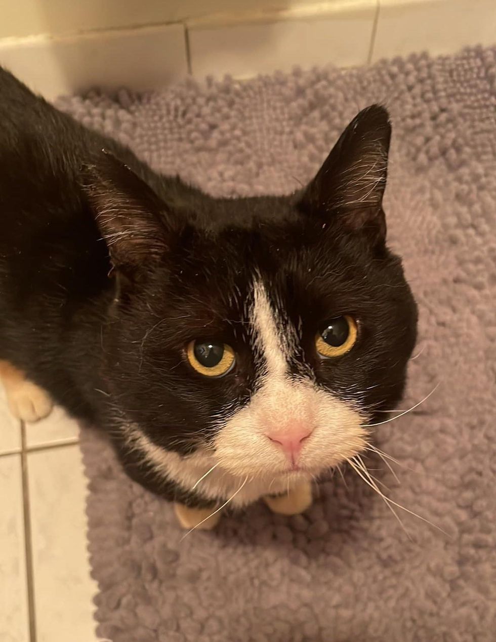 sweet tuxedo cat