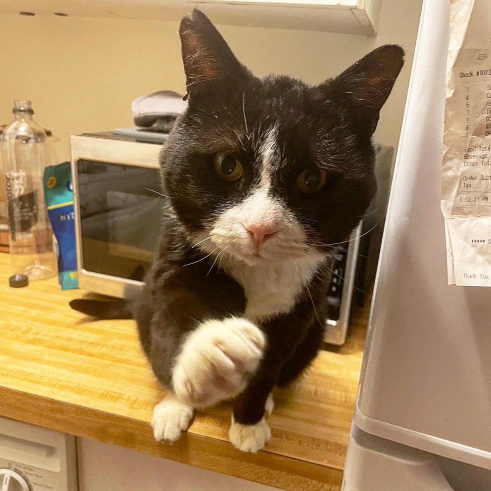 tuxedo cat, paw