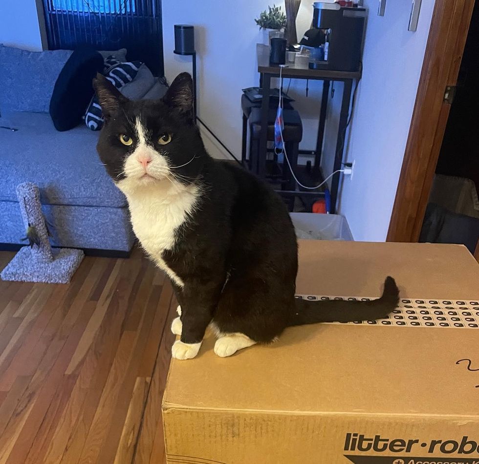 beautiful tuxedo cat