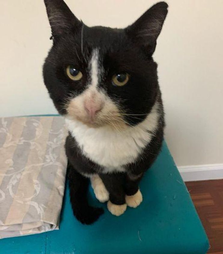 These are cat moustache twins at a Petsmart near me in Virginia. I hope  they get adopted soon AND together!! 20/10 would moustache again” :  r/TuxedoCats