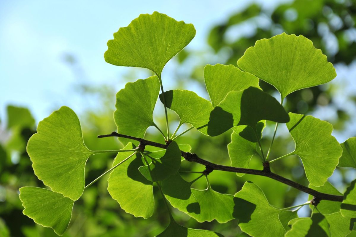 L’amore impossibile dei ginkgo di Verona, due bicentenari accanto a Giulietta