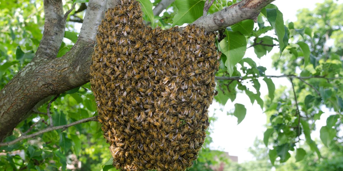 Texas 'Bee Czar' to star in new show about bee wrangling on Discovery