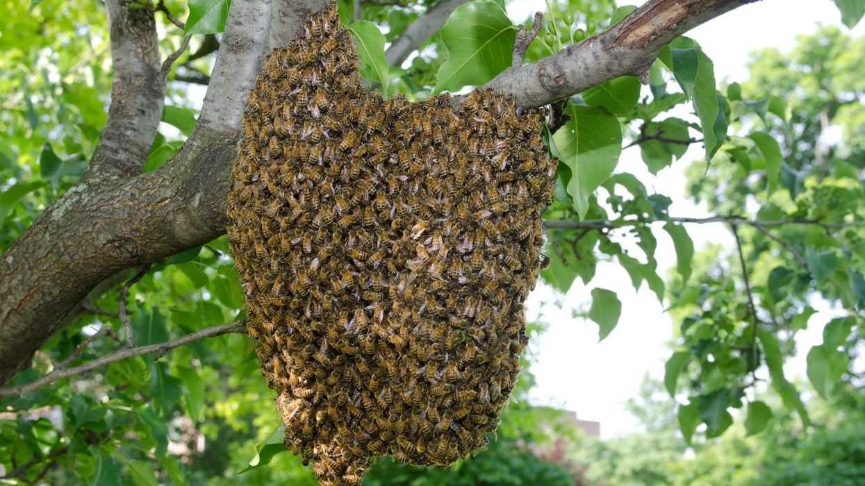 Texas 'Bee Czar' to star in new show about bee wrangling on Discovery