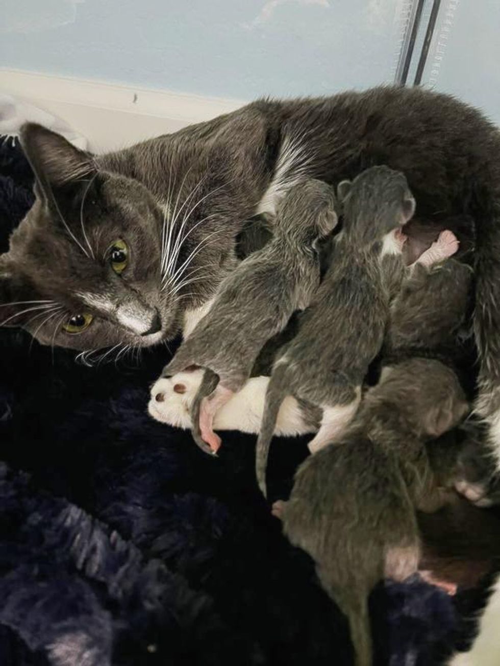 cat mother, nursing kittens