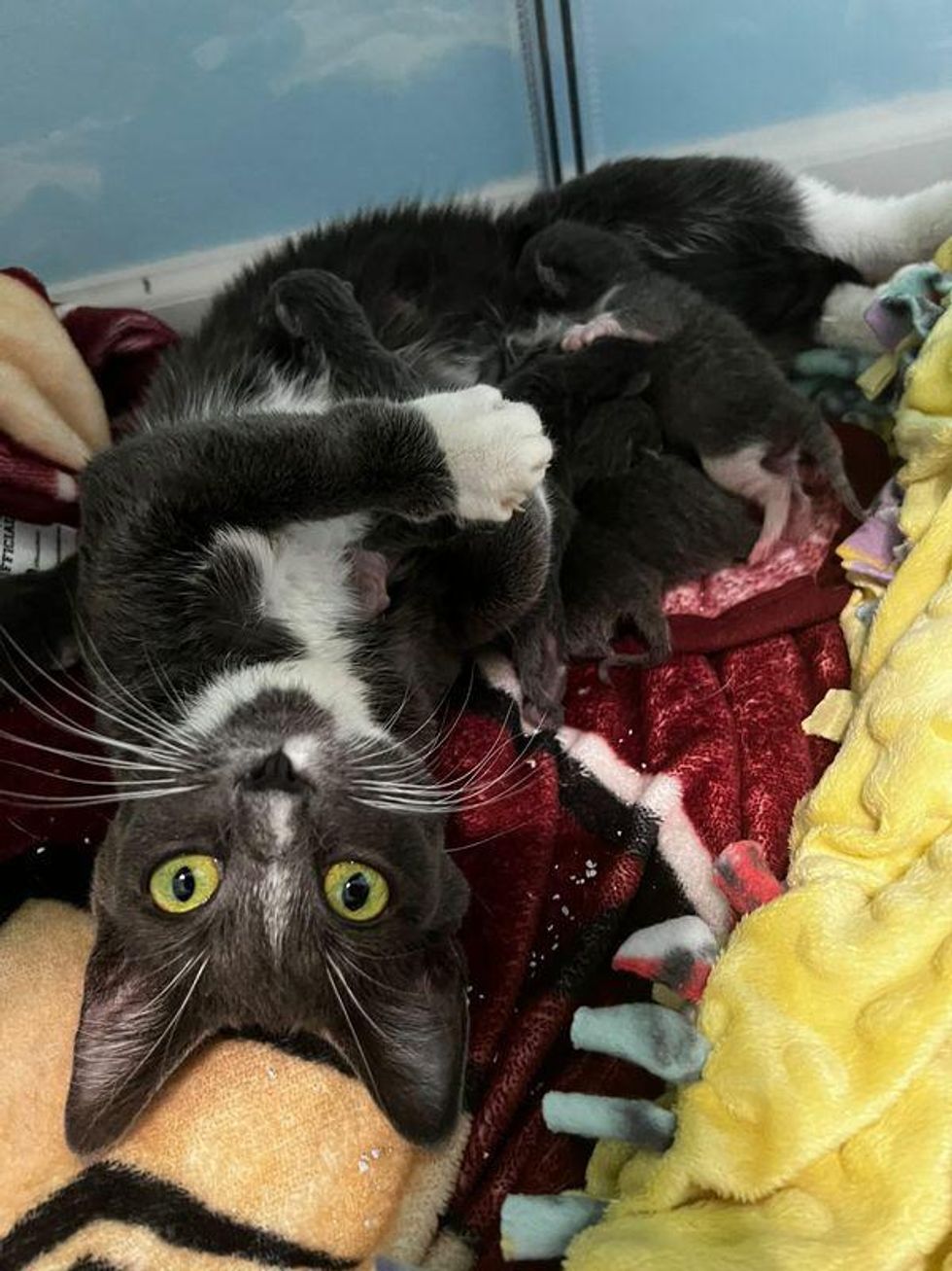 cat mom nursing kittens