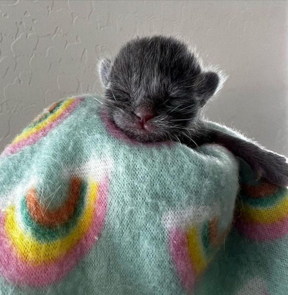 tiny newborn kitten
