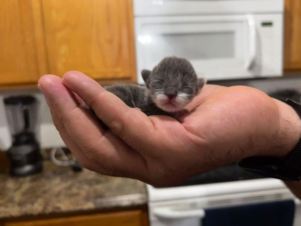 palm sized kitten