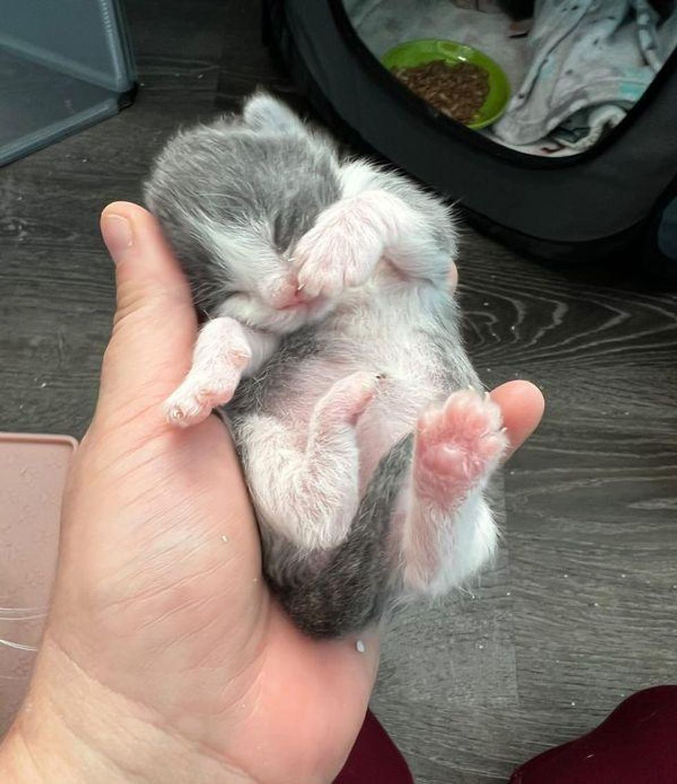 tiny kitten