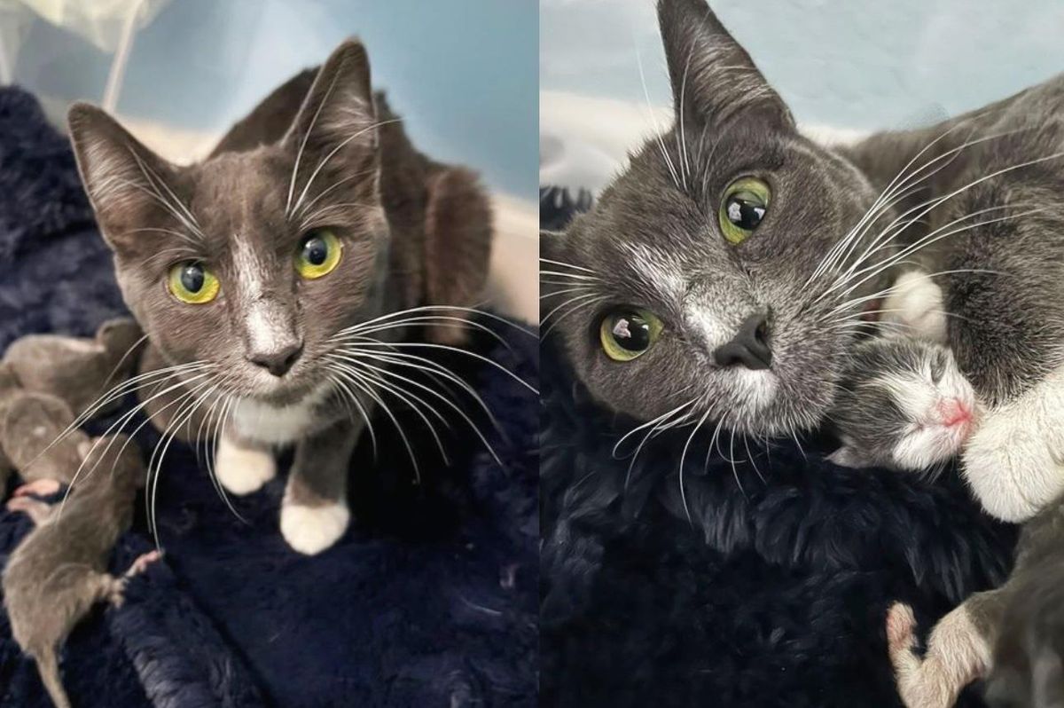 Cat Found on Doorstep in the Nick of Time So Her Kittens Can Have a Roof Over Their Heads