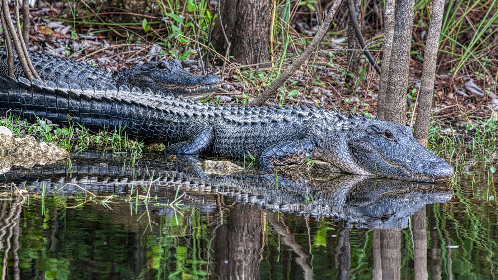 Species Protection